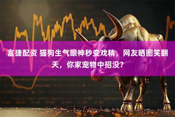 富捷配资 猫狗生气眼神秒变戏精，网友晒图笑翻天，你家宠物中招没？